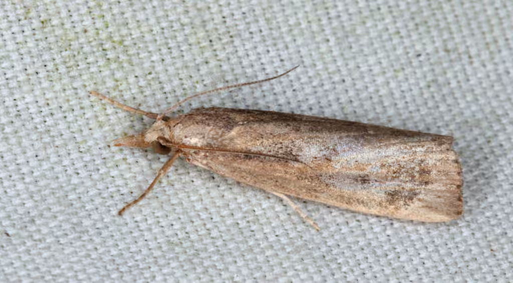 Thopeutis forbesellus, Adulte