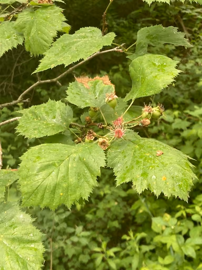 Kansas hawthorn, In fruit