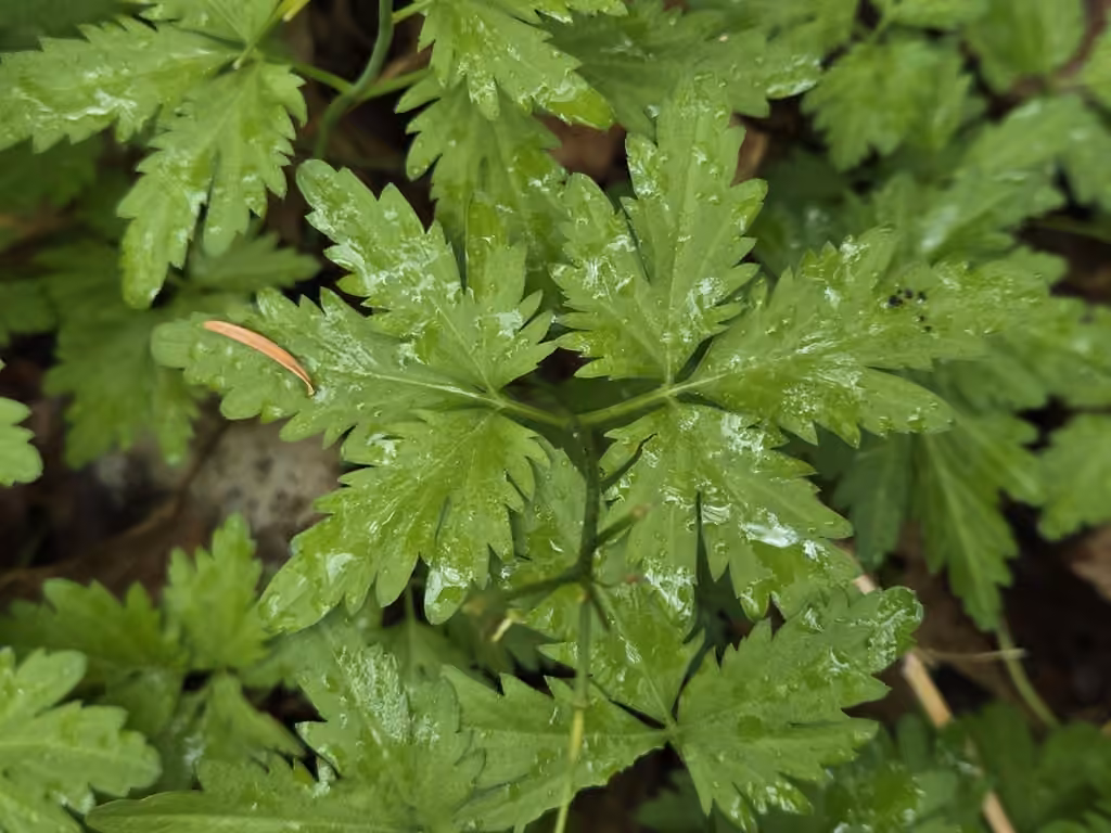Large toothwort, In fruit