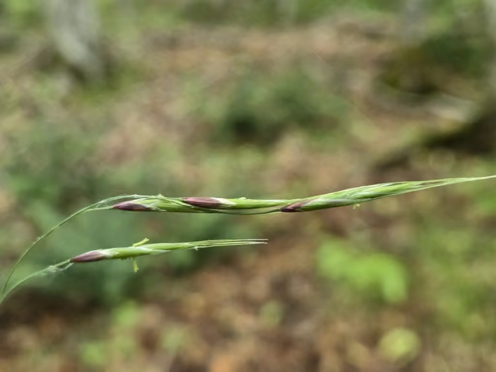 Schizachné pourpré, En fleurs