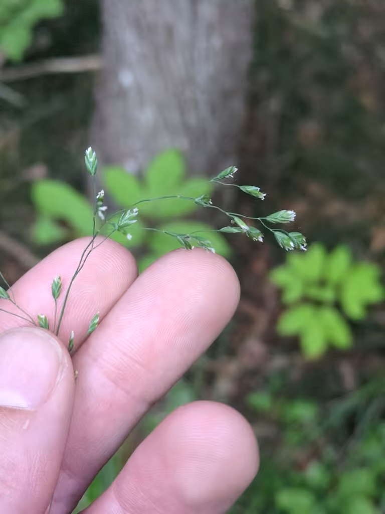 Bushy pasture speargrass, photo 3 of 5
