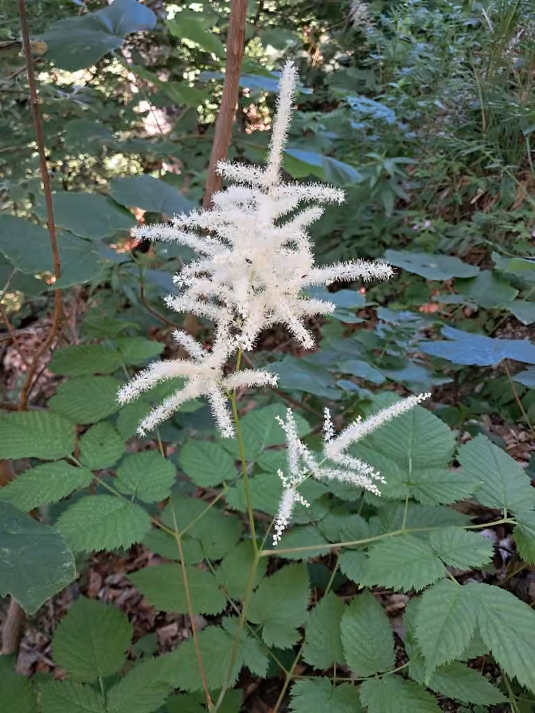 Bride's feathers, In flower