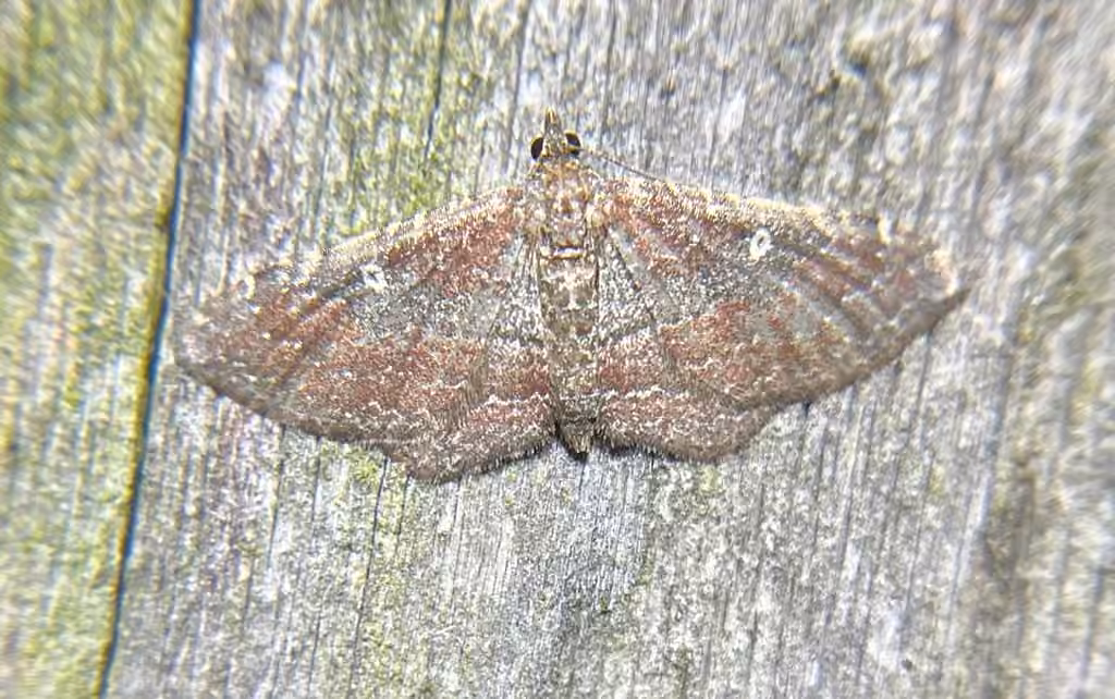 Gem Moth, Female