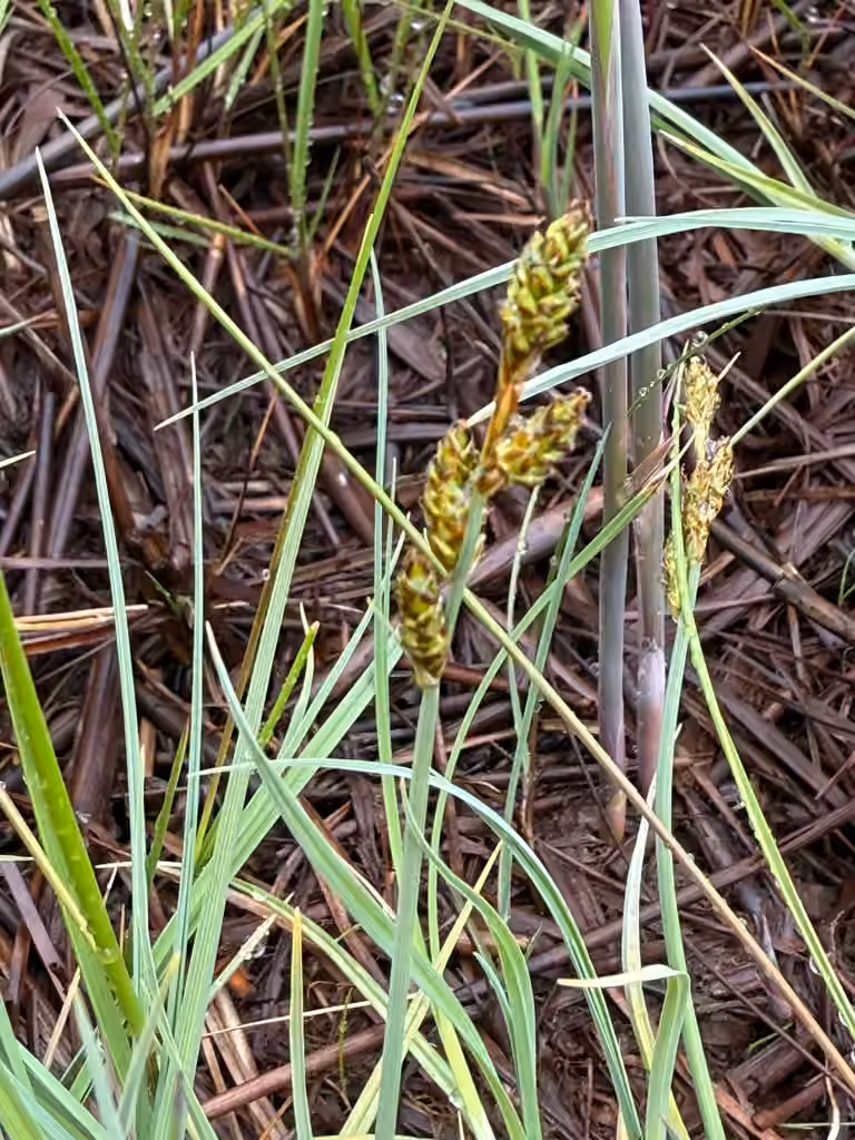 Mackenzie's sedge, In flower