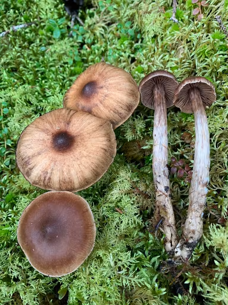 Cortinarius glandicolor, photo 3 sur 5