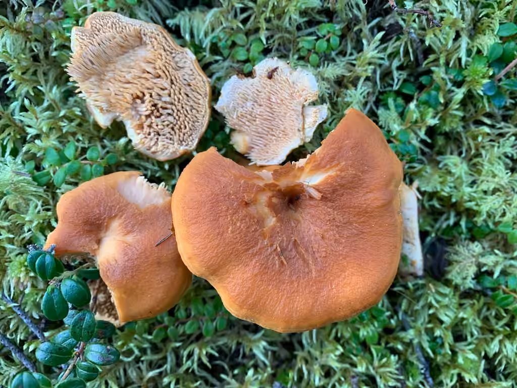 Hydnum quebecense, photo 3 sur 5