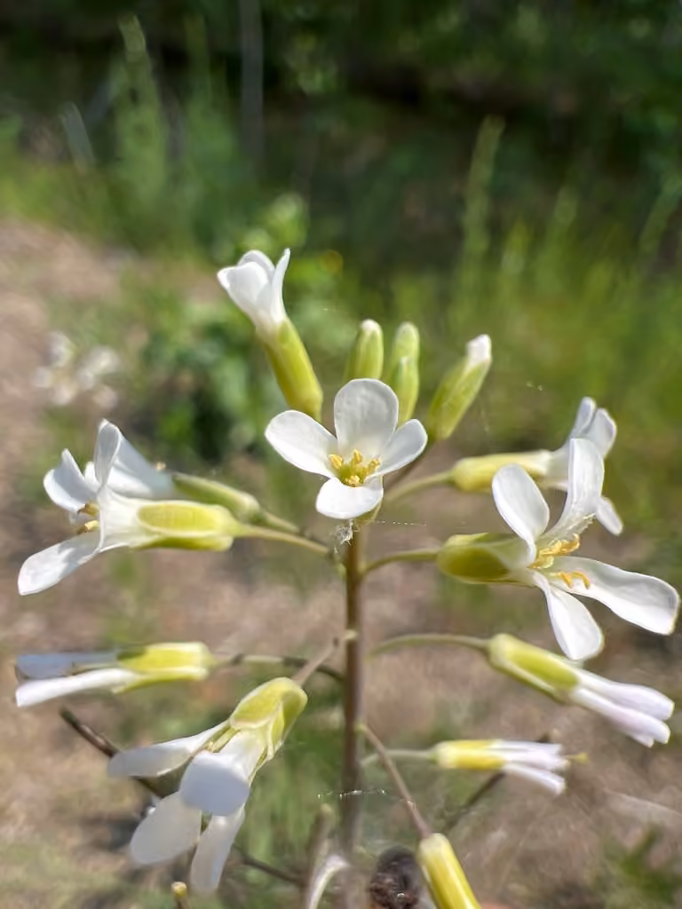Arabette de Graham, En fleurs