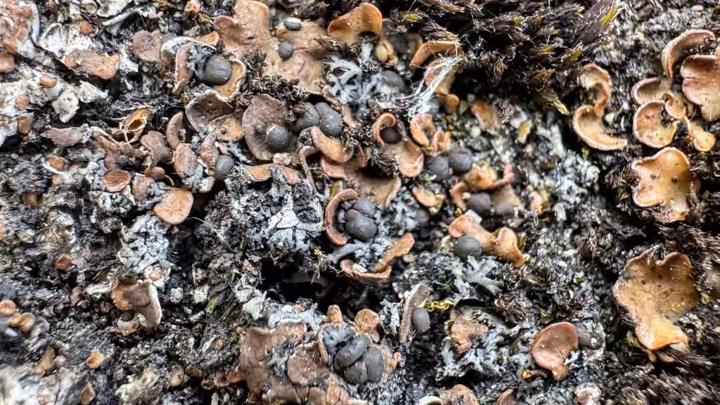 Blackberry scale lichen, photo 2 of 5