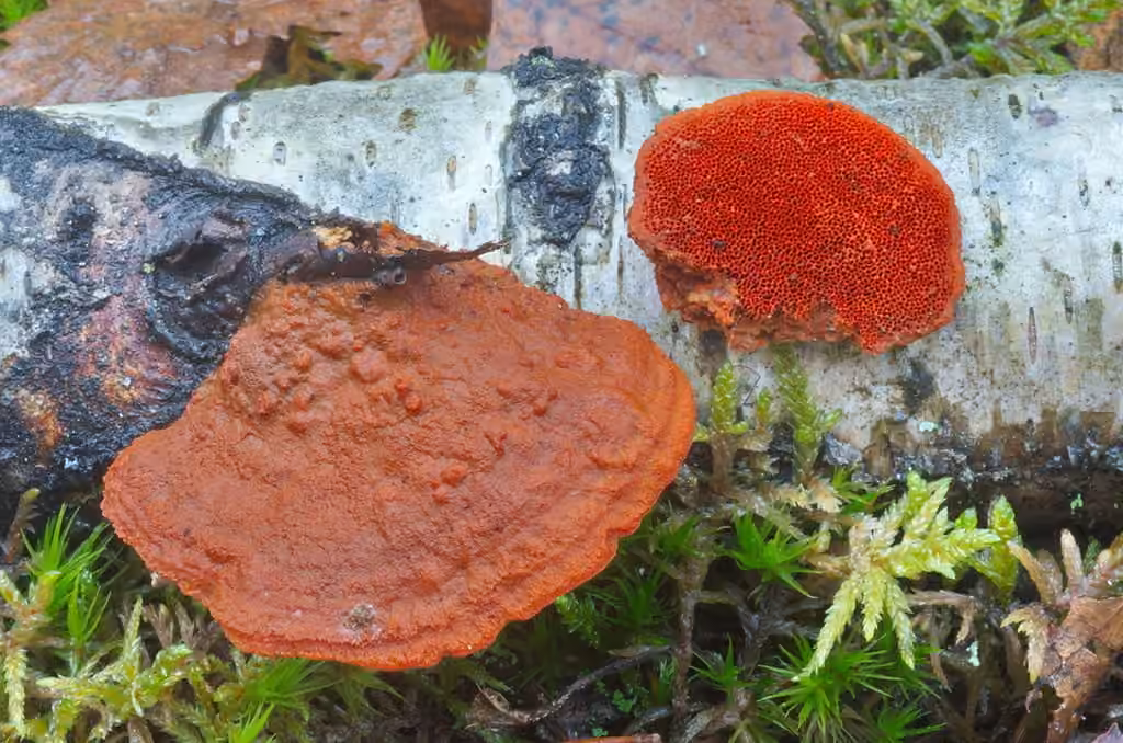 Northern Cinnabar Polypore, photo 3 of 5