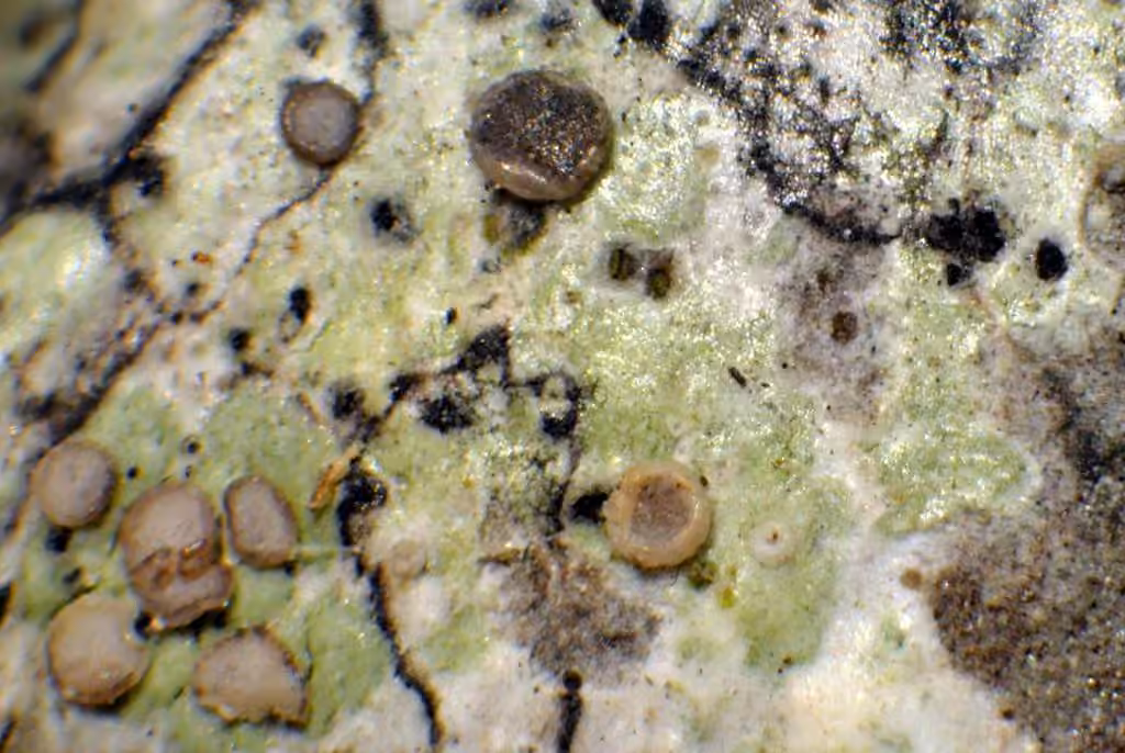 Cliostome de Griffith, photo 3 sur 5