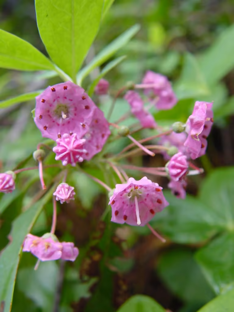 Kalmia à feuilles étroites