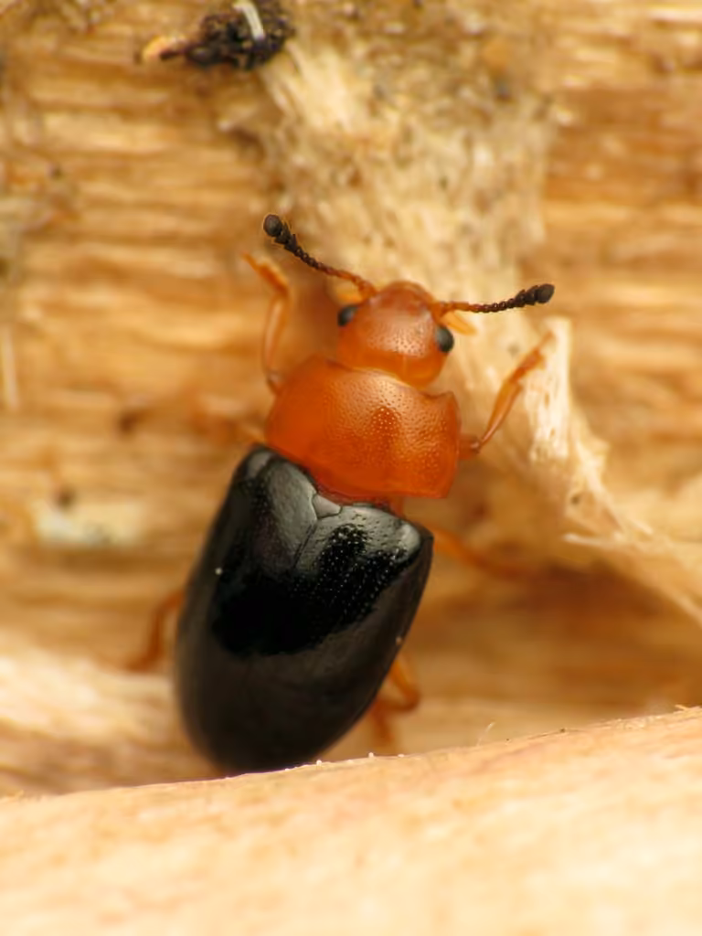 Érotyle plantureux, photo 2 sur 5
