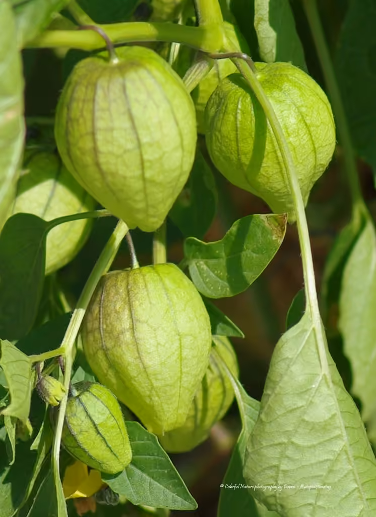 Mexican groundcherry, photo 3 of 5