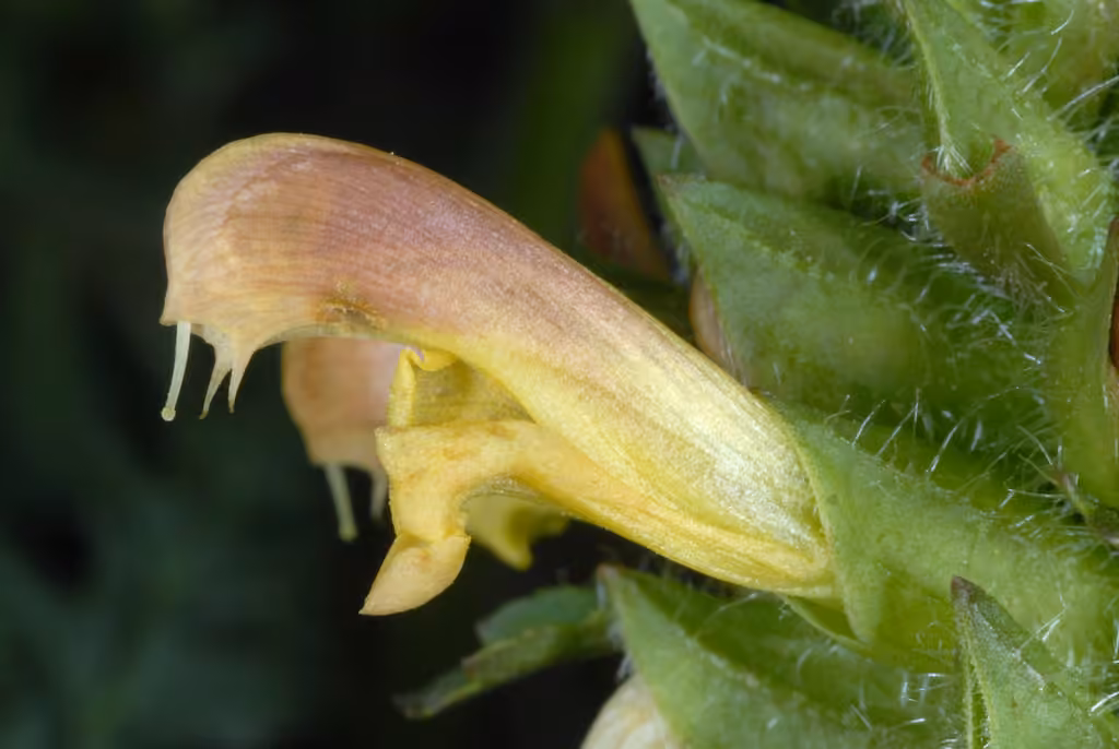 Canadian lousewort, In flower
