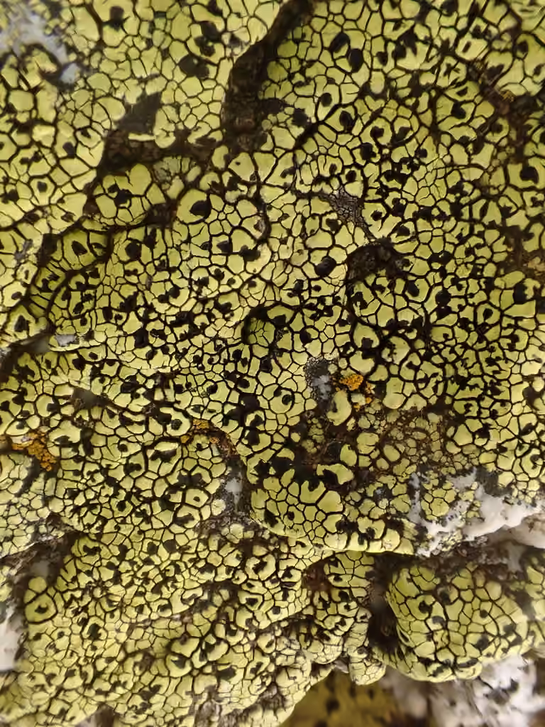 Rhizocarpe en croissant