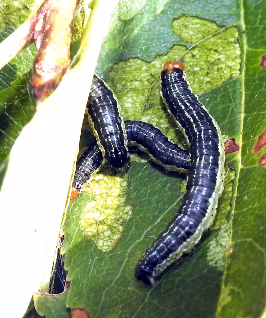 Cherry Scallop Shell Moth, Caterpillar