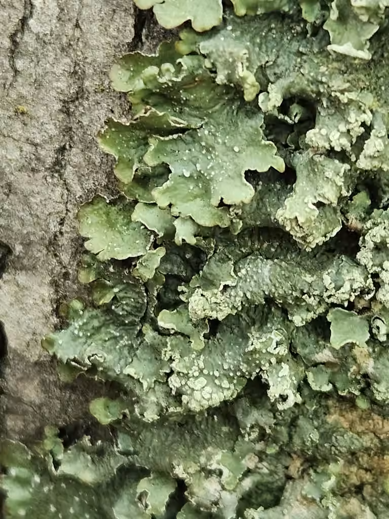 Speckled Greenshield, photo 1 of 5