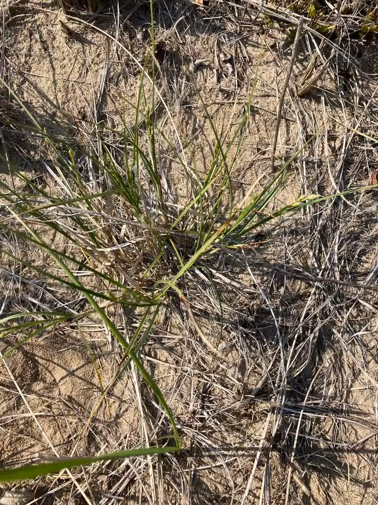 Carex silicicole, En fleurs