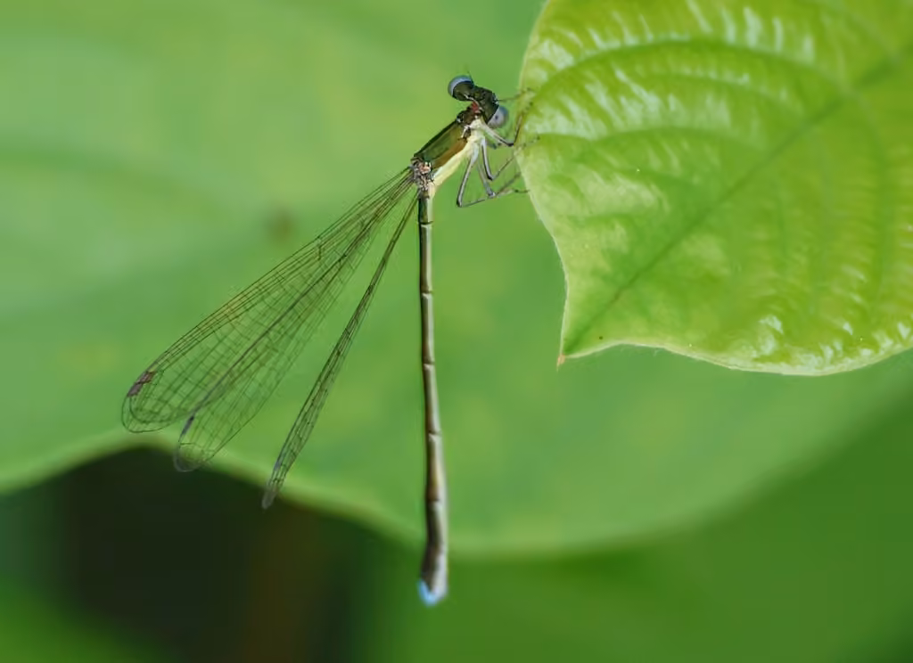 Sphagnum Sprite, Female