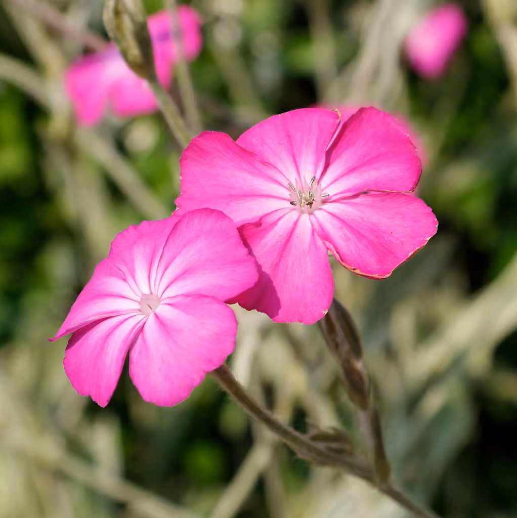 Rose campion, photo 1 of 5