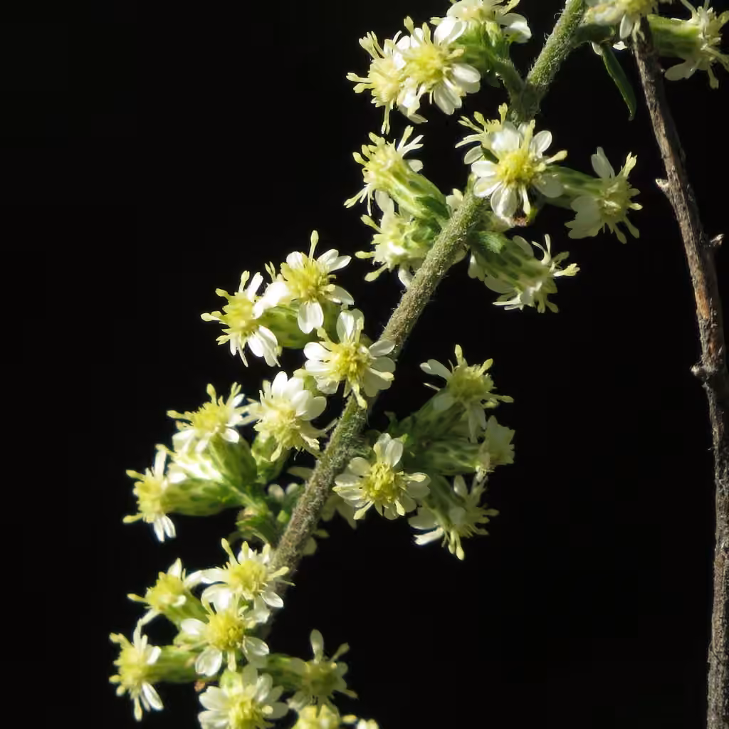 White goldenrod, In flower