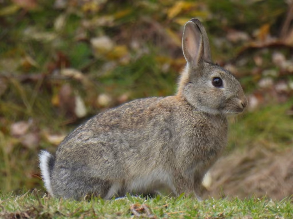 Lapin de garenne