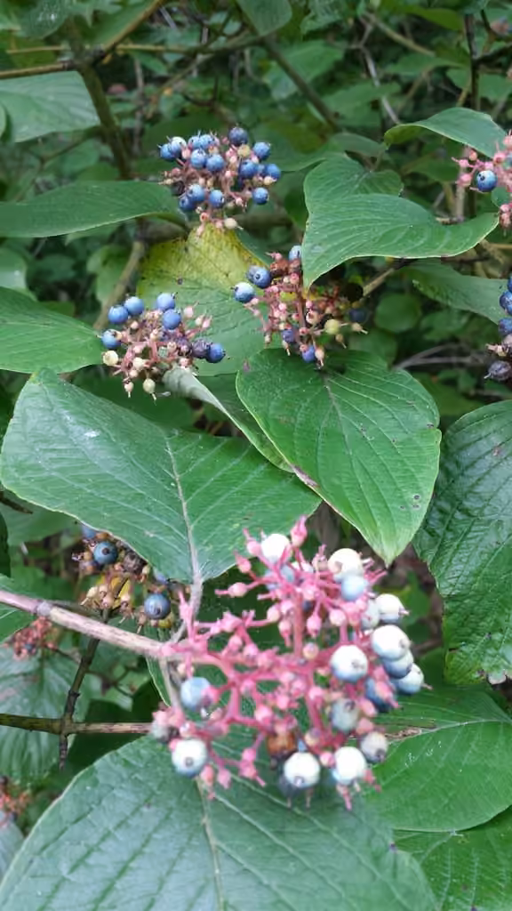 Cornouiller rugueux, En fruits