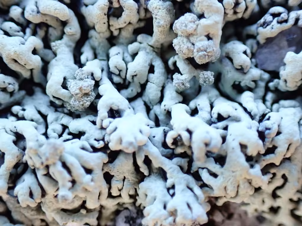Finger Ring Lichen, photo 3 of 5