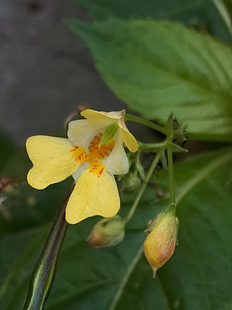 Smallflower touch-me-not, In flower