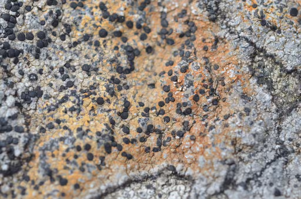 Rockloving lecidea lichen, photo 3 of 5