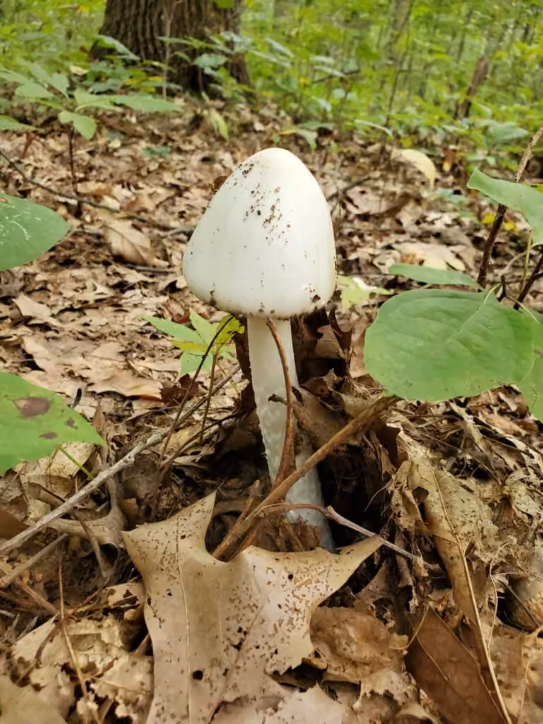 Amanita vireuse robuste, photo 1 of 5