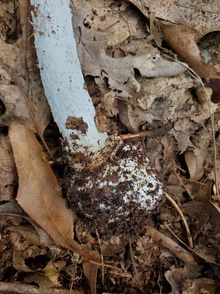 Amanita vireuse robuste, photo 2 of 5