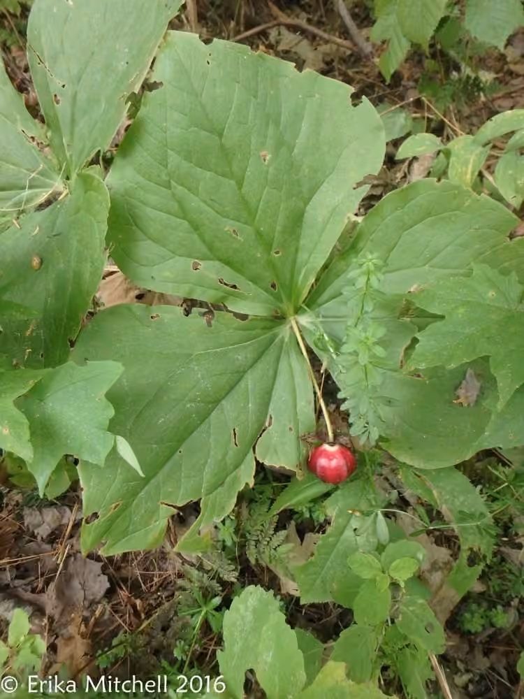 Trille rouge, photo 3 sur 5