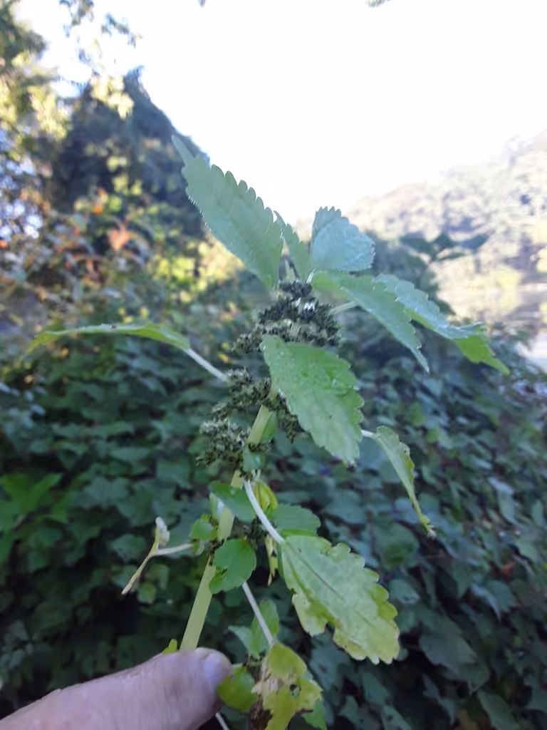 Piléa des fontaines, En fruits
