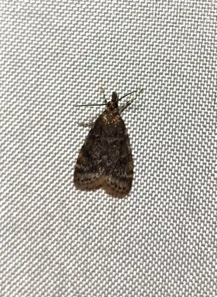 Dark Brown Scoparia Moth, photo 2 of 5