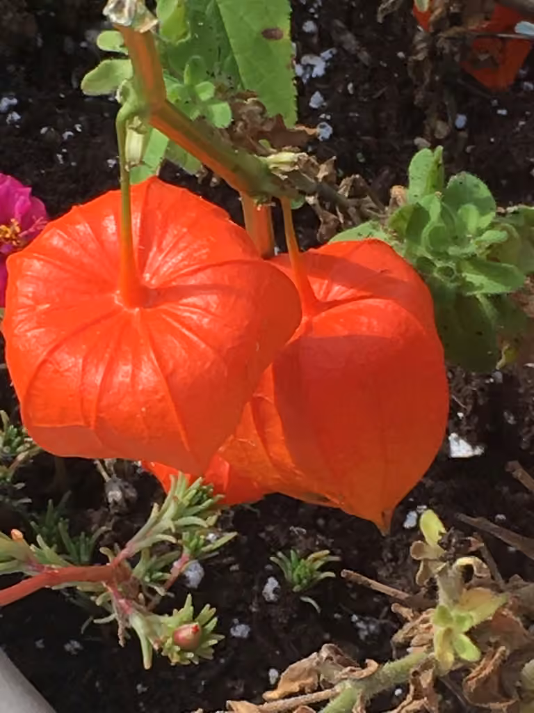 Coqueret alkékenge, En fleurs