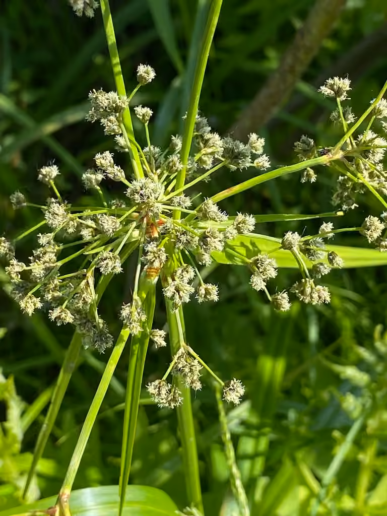 Scirpe à noeuds rouges, En fleurs