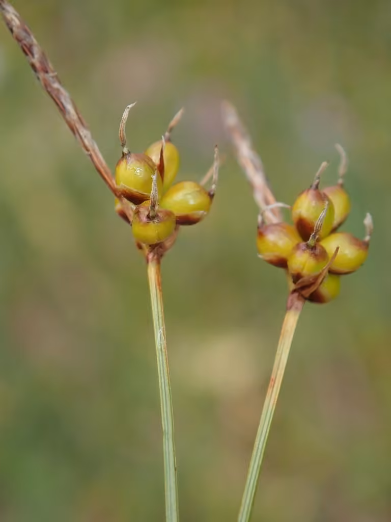 Carex prostré, photo 1 sur 5