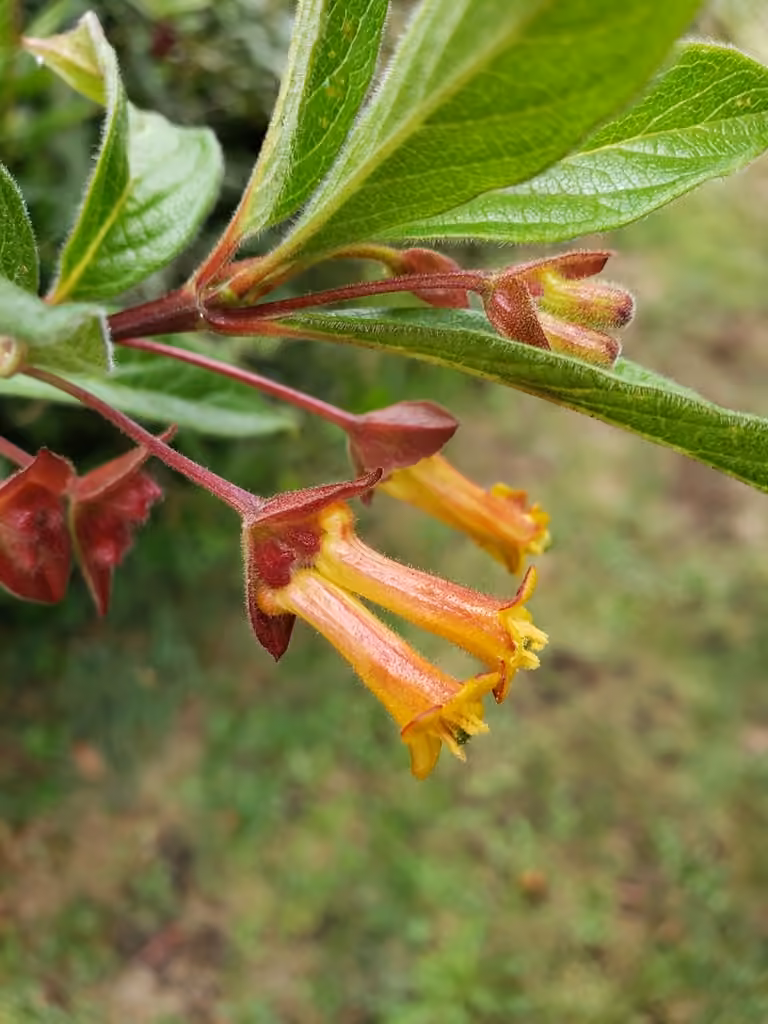 Bearberry honeysuckle, photo 1 of 5