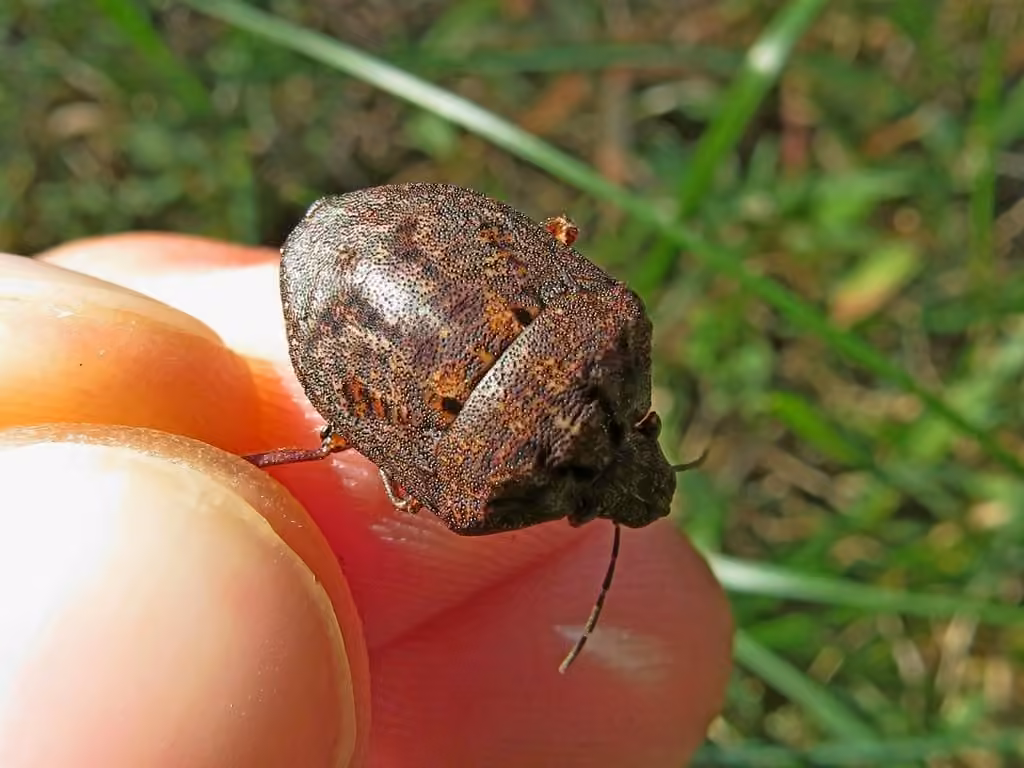 shield-backed pine seed bug, photo 1 of 5
