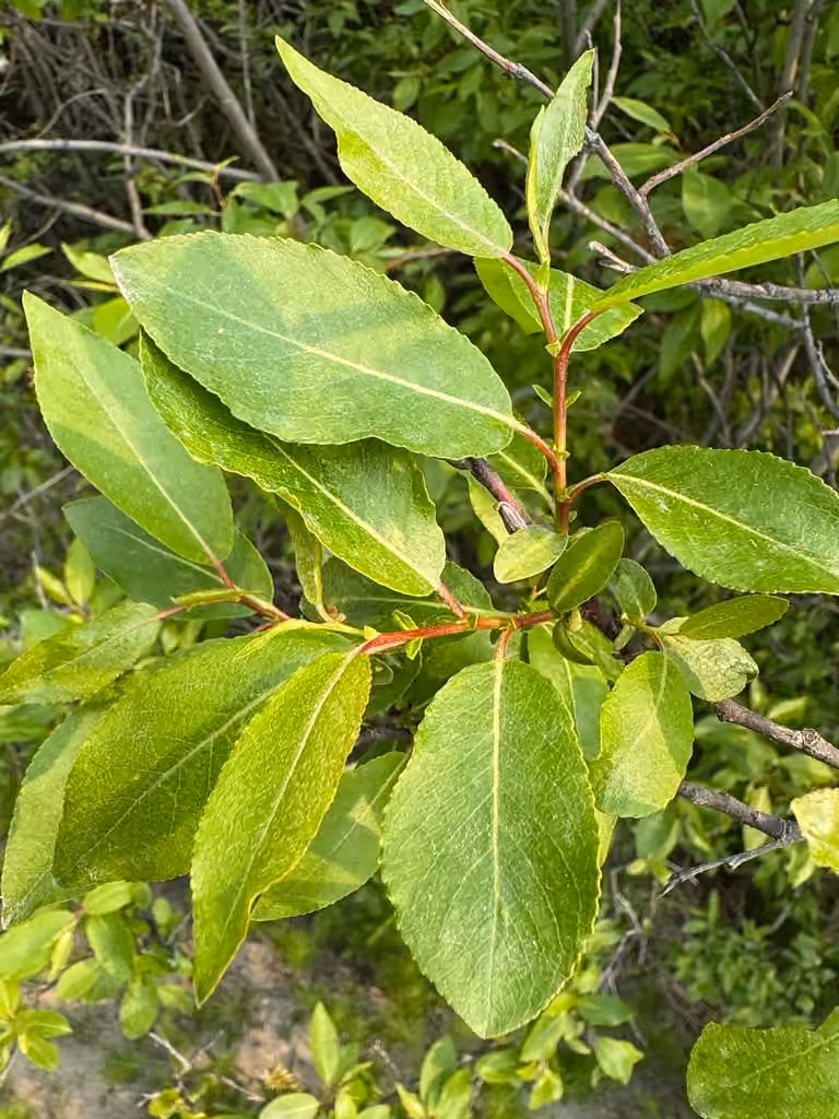 Saule pseudomonticole, En fruits