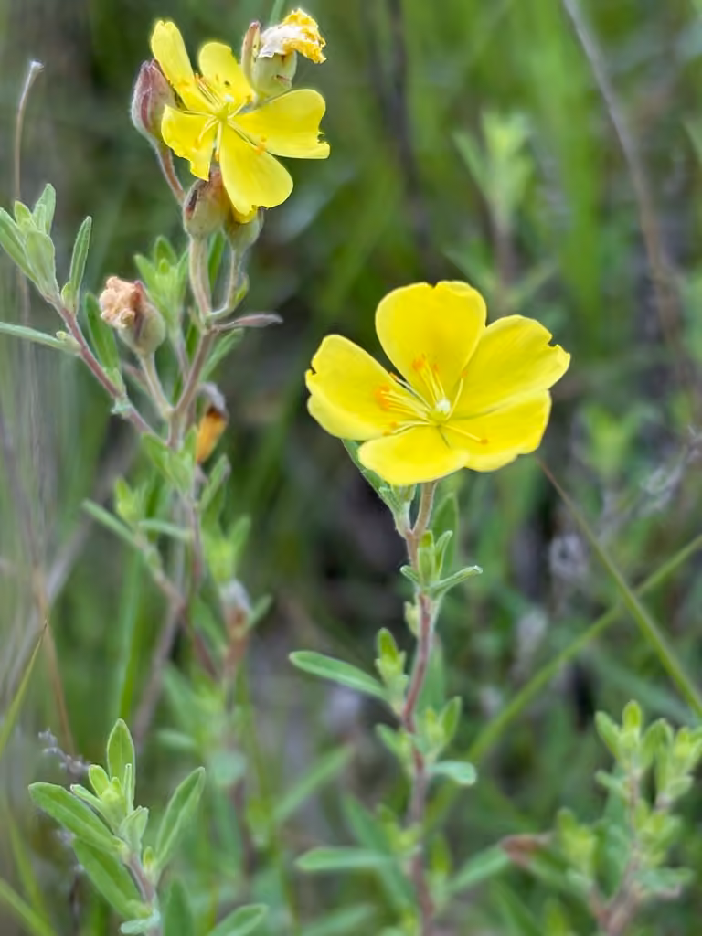 Hélianthème de Bicknell, En fleurs