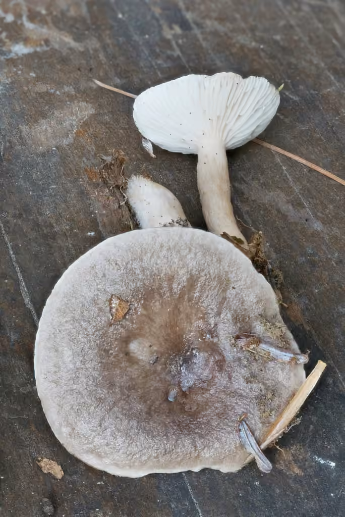 Lactaire muqueux, photo 3 sur 5