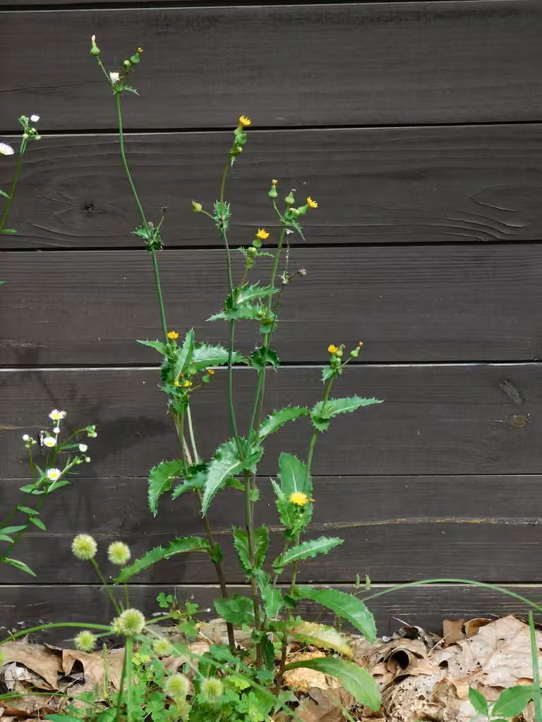 Prickly sow thistle, In flower