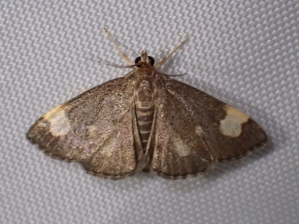 Large-spotted Evergestis Moth, photo 1 of 5