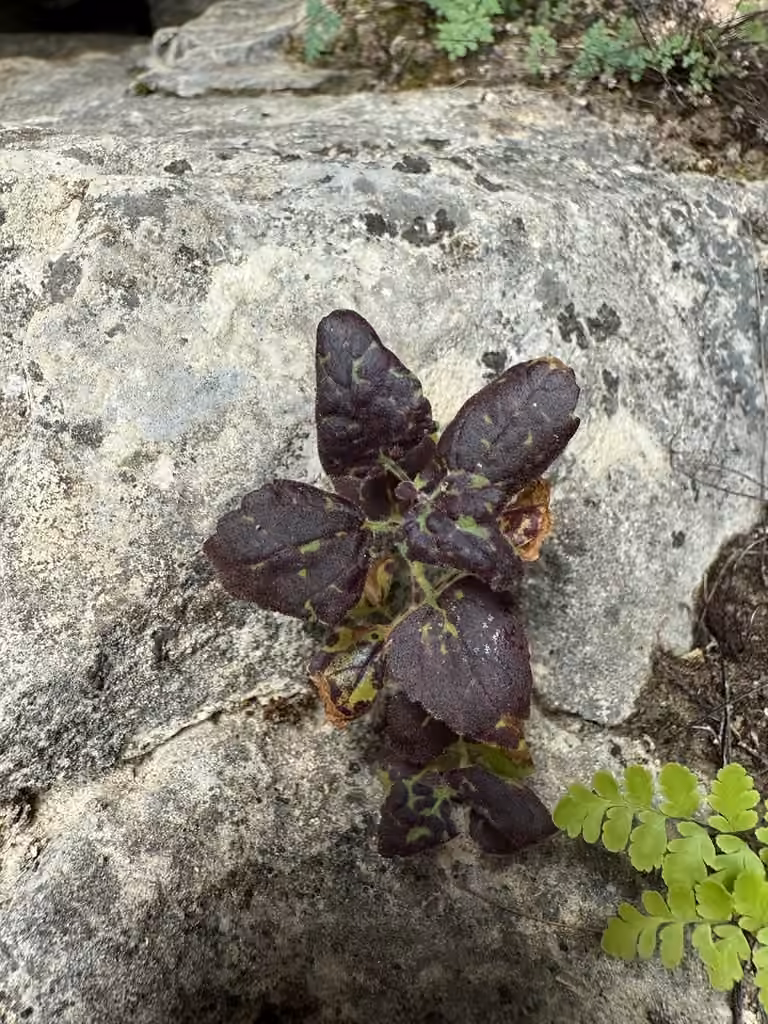 Plectranthe fausse-scutellaire, Sans fleurs ni fruits