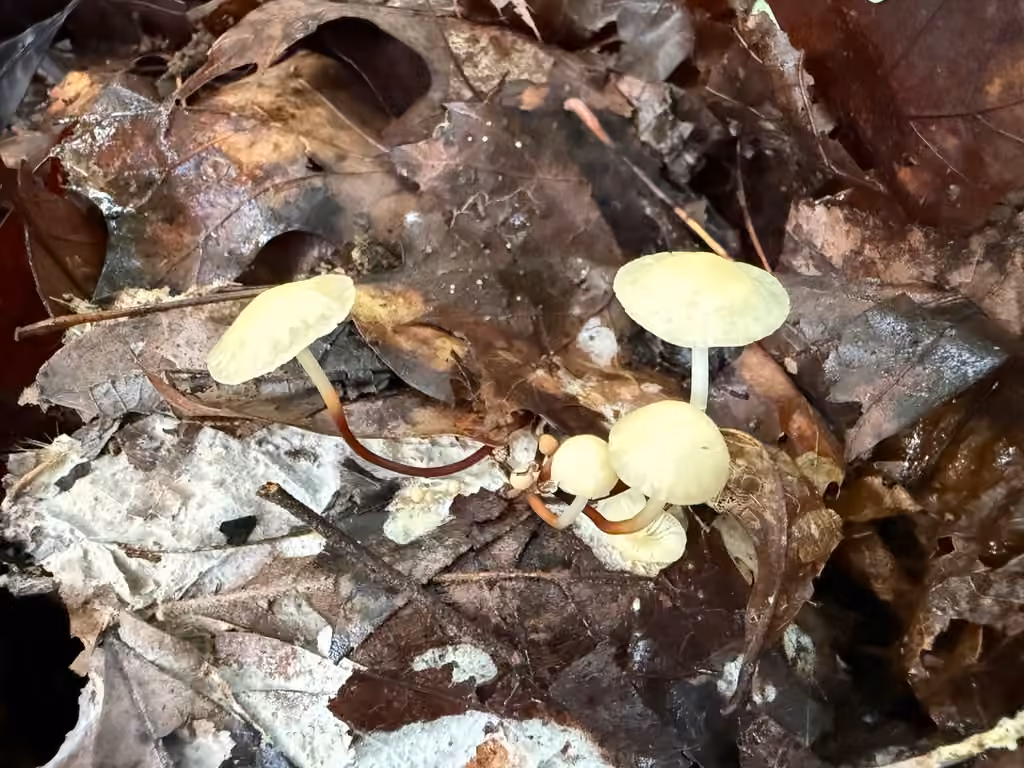 Marasmius delectans, photo 2 sur 5