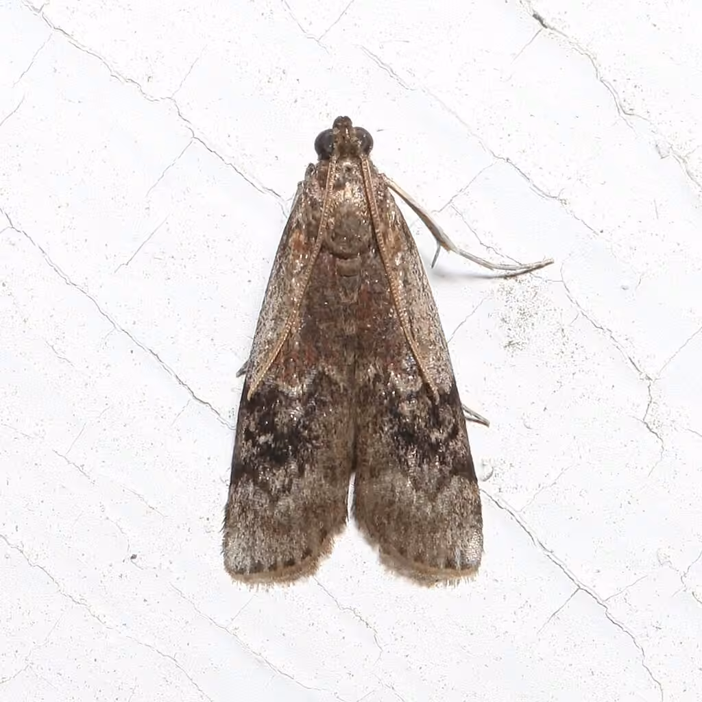 American Plum Borer Moth, Adulte