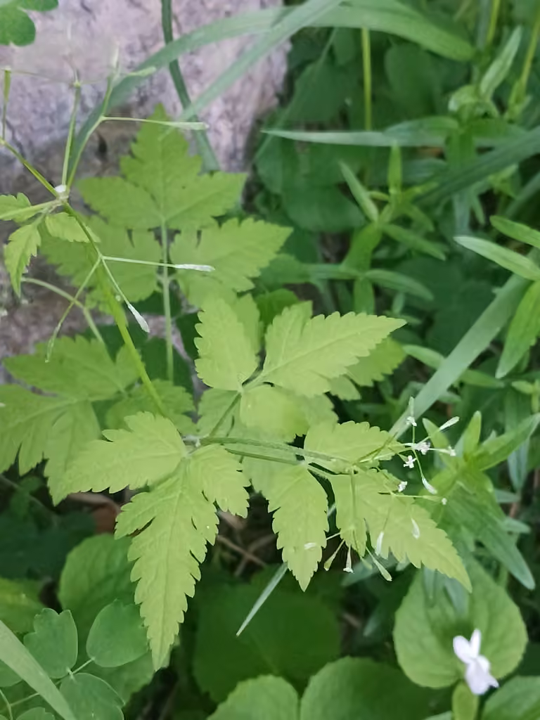 Bluntseed sweetroot