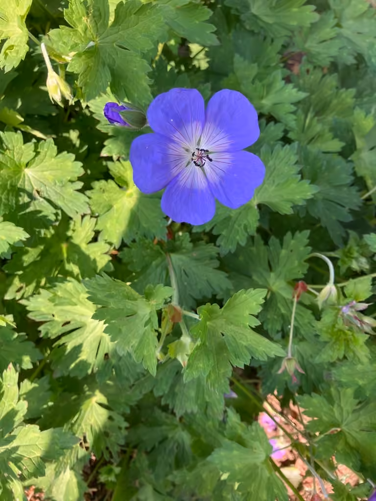Buxton's Blue, Flower buds